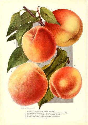 Reproducción/Reproduction 6237037885: Chase fruit and flowers in natural colors Rochester, N.Y.,Chase brothers company[c1922] 