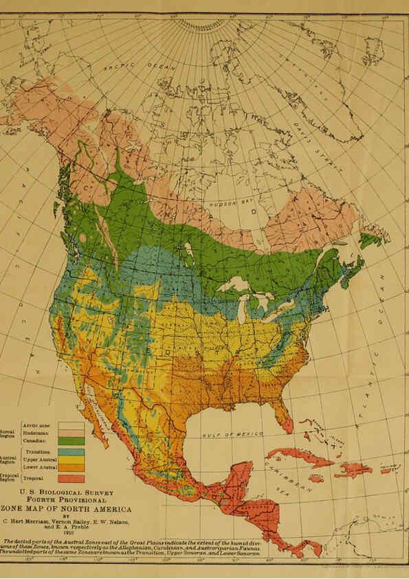 Reproducción/Reproduction 6234658091: Field book of North American mammals New York,G. P. Putnam's Sons,1928