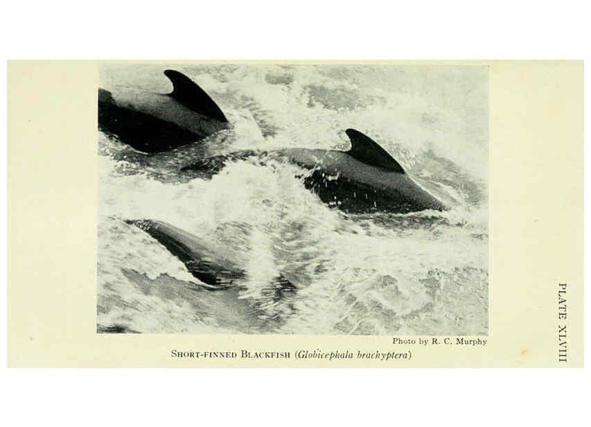 Reproducción/Reproduction 6235181916: Field book of North American mammals New York,G. P. Putnam's Sons,1928