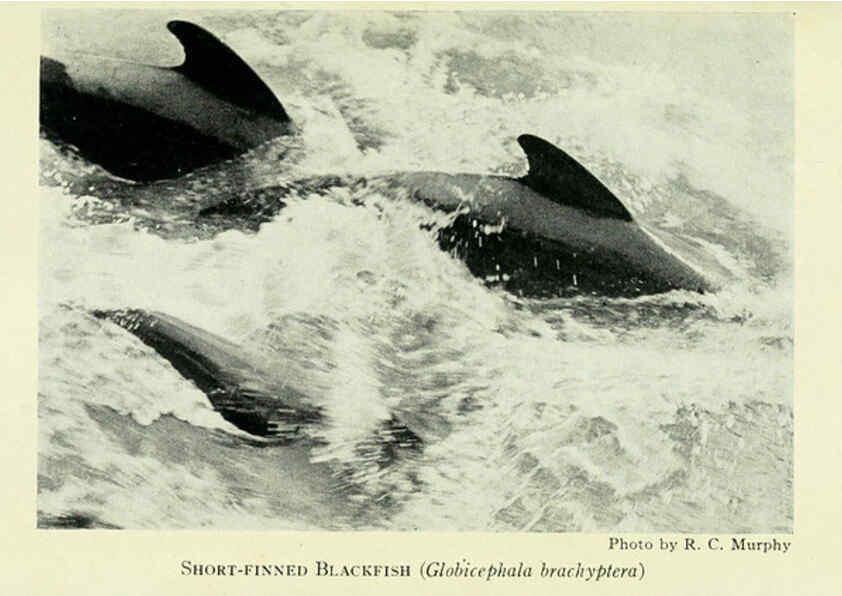Reproducción/Reproduction 6235181916: Field book of North American mammals New York,G. P. Putnam's Sons,1928