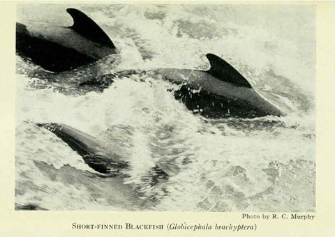 Reproducción/Reproduction 6235181916: Field book of North American mammals New York,G. P. Putnam's Sons,1928