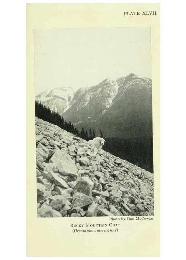 Reproducción/Reproduction 6234657549: Field book of North American mammals New York,G. P. Putnam's Sons,1928