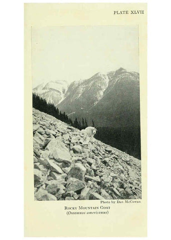 Reproducción/Reproduction 6234657549: Field book of North American mammals New York,G. P. Putnam's Sons,1928