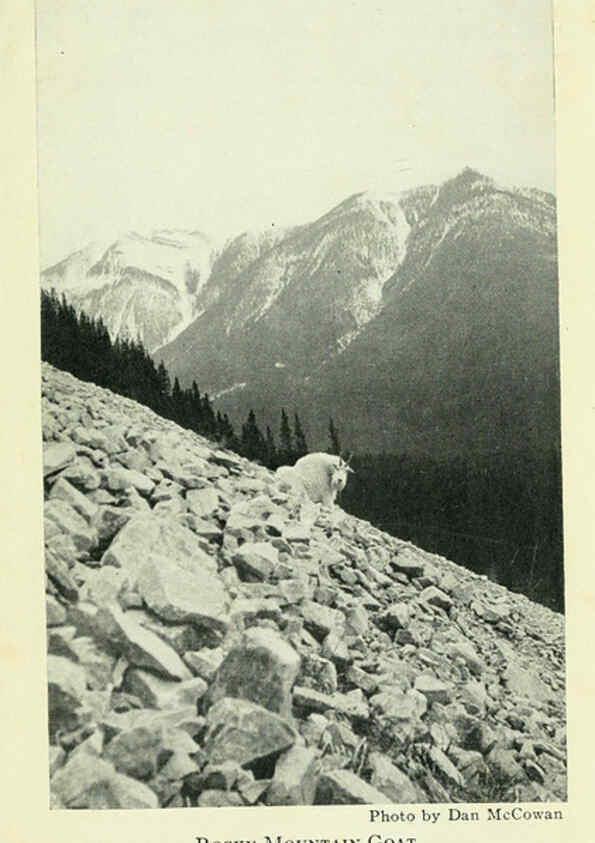 Reproducción/Reproduction 6234657549: Field book of North American mammals New York,G. P. Putnam's Sons,1928