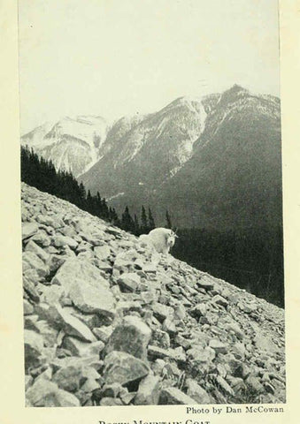 Reproducción/Reproduction 6234657549: Field book of North American mammals New York,G. P. Putnam's Sons,1928