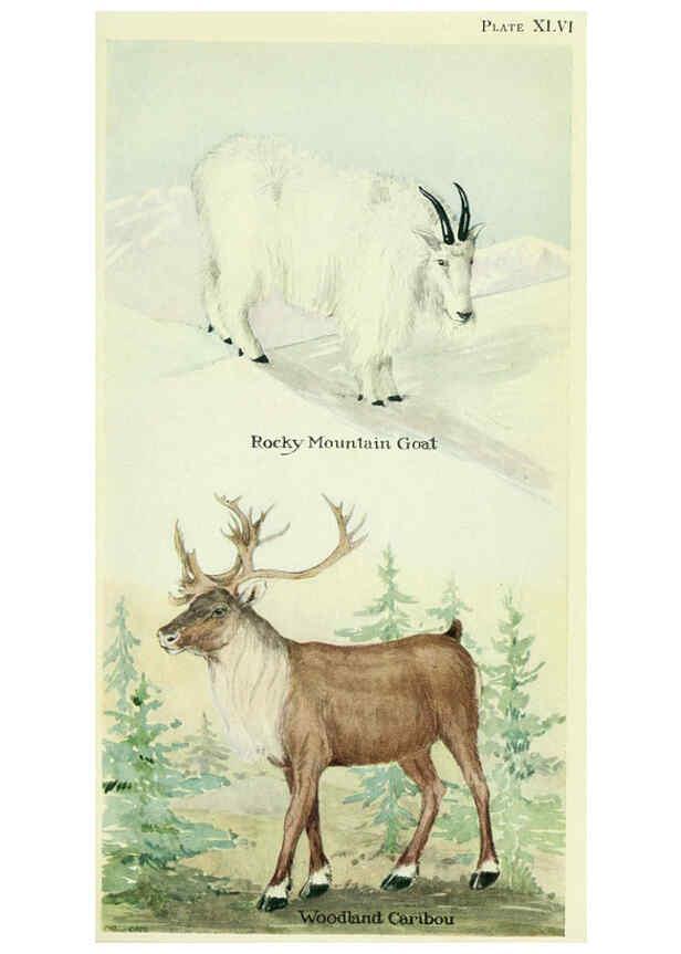 Reproducción/Reproduction 6235181290: Field book of North American mammals New York,G. P. Putnam's Sons,1928