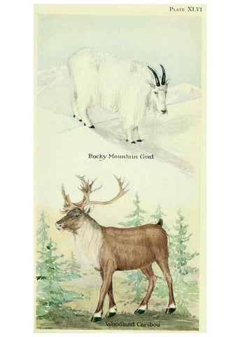 Reproducción/Reproduction 6235181290: Field book of North American mammals New York,G. P. Putnam's Sons,1928