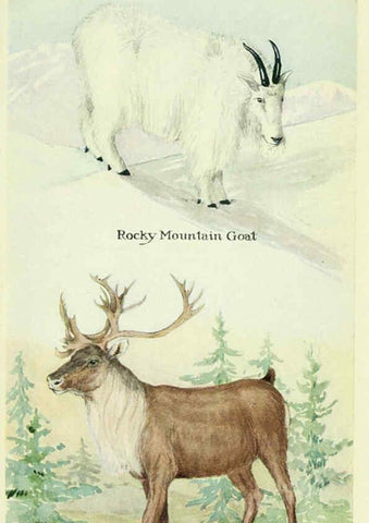 Reproducción/Reproduction 6235181290: Field book of North American mammals New York,G. P. Putnam's Sons,1928