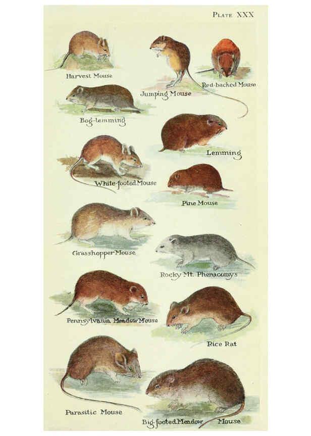 Reproducción/Reproduction 6234652173: Field book of North American mammals New York,G. P. Putnam's Sons,1928