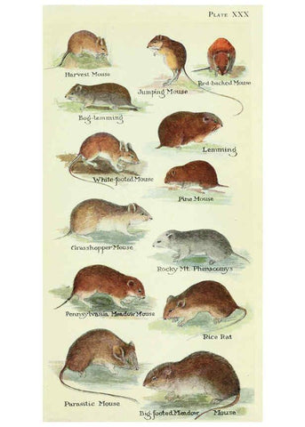 Reproducción/Reproduction 6234652173: Field book of North American mammals New York,G. P. Putnam's Sons,1928