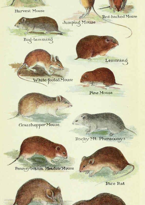 Reproducción/Reproduction 6234652173: Field book of North American mammals New York,G. P. Putnam's Sons,1928