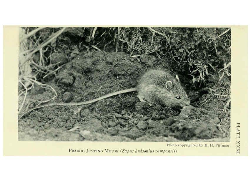 Reproducción/Reproduction 6234652511: Field book of North American mammals New York,G. P. Putnam's Sons,1928