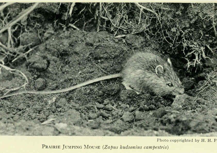 Reproducción/Reproduction 6234652511: Field book of North American mammals New York,G. P. Putnam's Sons,1928