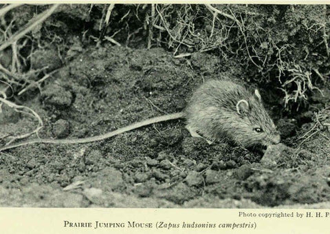 Reproducción/Reproduction 6234652511: Field book of North American mammals New York,G. P. Putnam's Sons,1928