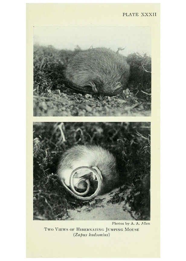 Reproducción/Reproduction 6234652793: Field book of North American mammals New York,G. P. Putnam's Sons,1928