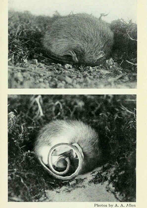 Reproducción/Reproduction 6234652793: Field book of North American mammals New York,G. P. Putnam's Sons,1928