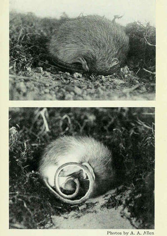 Reproducción/Reproduction 6234652793: Field book of North American mammals New York,G. P. Putnam's Sons,1928