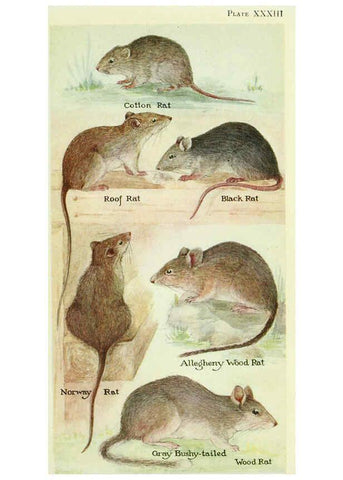 Reproducción/Reproduction 6234653071: Field book of North American mammals New York,G. P. Putnam's Sons,1928