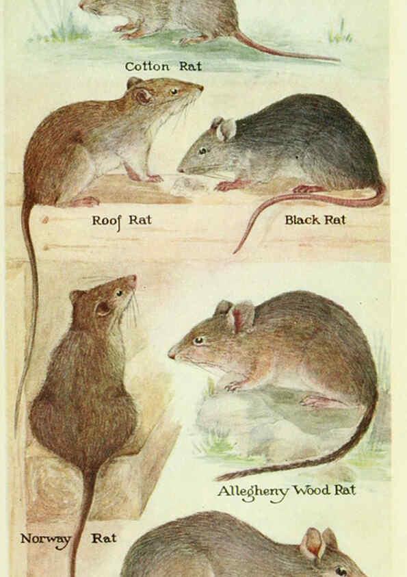 Reproducción/Reproduction 6234653071: Field book of North American mammals New York,G. P. Putnam's Sons,1928