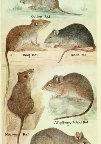 Reproducción/Reproduction 6234653071: Field book of North American mammals New York,G. P. Putnam's Sons,1928