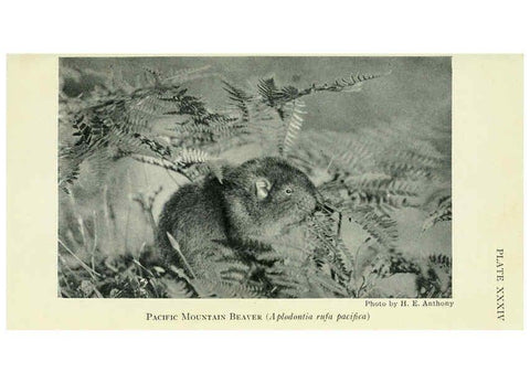 Reproducción/Reproduction 6235177424: Field book of North American mammals New York,G. P. Putnam's Sons,1928