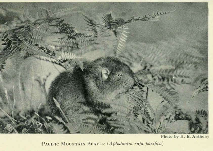 Reproducción/Reproduction 6235177424: Field book of North American mammals New York,G. P. Putnam's Sons,1928