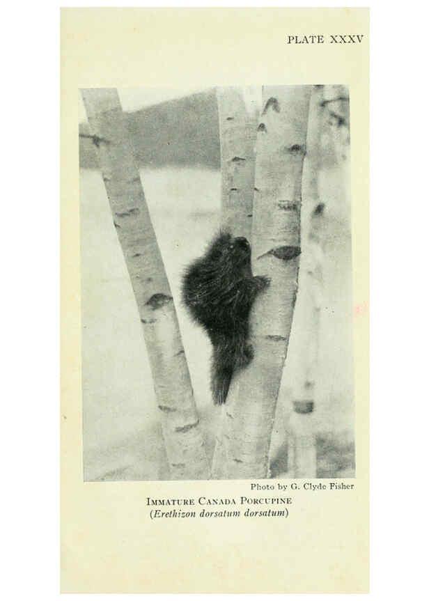 Reproducción/Reproduction 6235177718: Field book of North American mammals New York,G. P. Putnam's Sons,1928