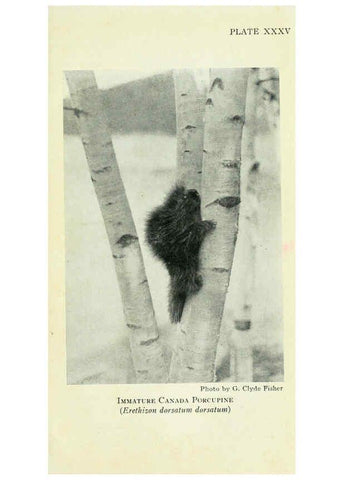 Reproducción/Reproduction 6235177718: Field book of North American mammals New York,G. P. Putnam's Sons,1928