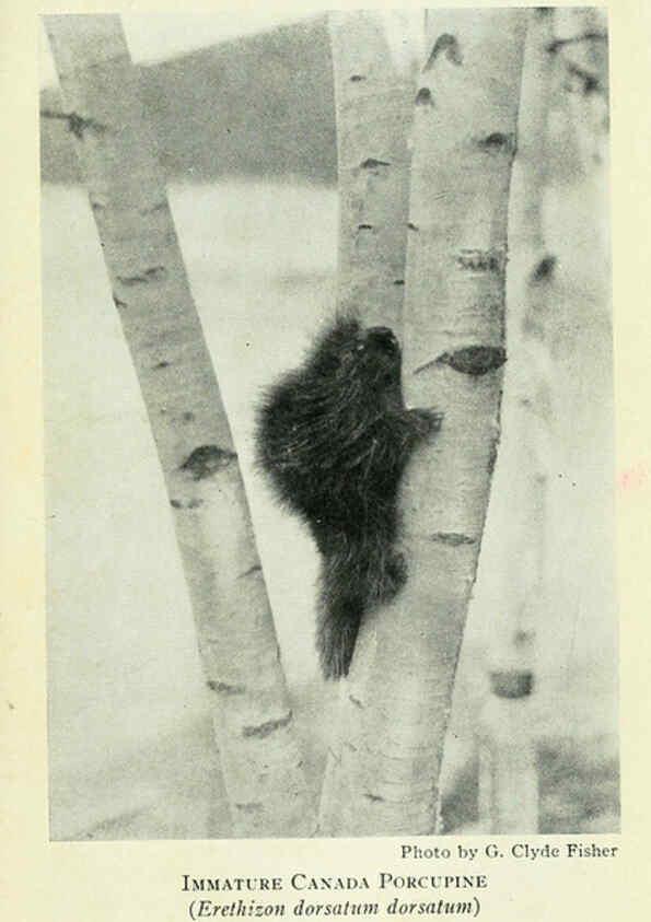 Reproducción/Reproduction 6235177718: Field book of North American mammals New York,G. P. Putnam's Sons,1928
