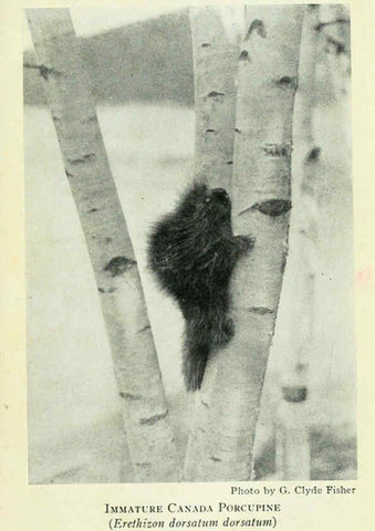 Reproducción/Reproduction 6235177718: Field book of North American mammals New York,G. P. Putnam's Sons,1928