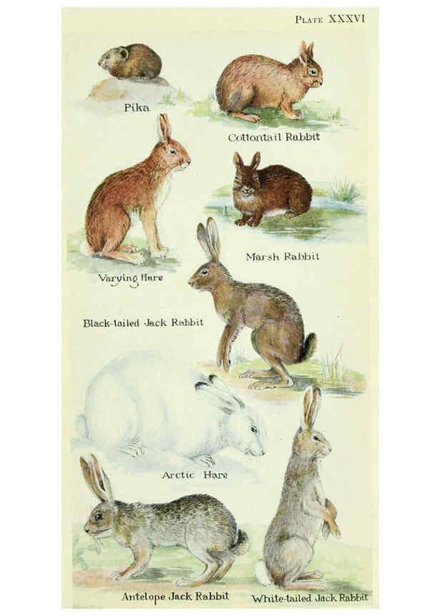 Reproducción/Reproduction 6234653847: Field book of North American mammals New York,G. P. Putnam's Sons,1928