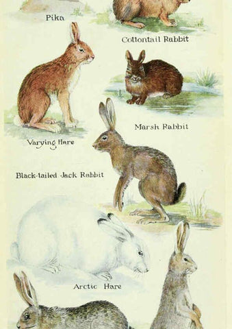 Reproducción/Reproduction 6234653847: Field book of North American mammals New York,G. P. Putnam's Sons,1928