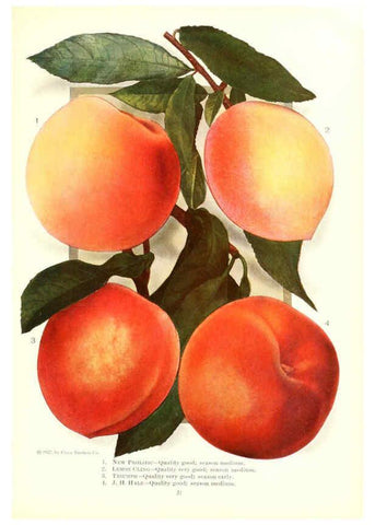 Reproducción/Reproduction 6237561254: Chase fruit and flowers in natural colors Rochester, N.Y.,Chase brothers company[c1922] 