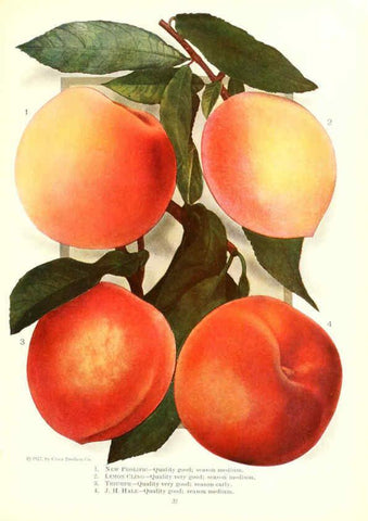 Reproducción/Reproduction 6237561254: Chase fruit and flowers in natural colors Rochester, N.Y.,Chase brothers company[c1922] 