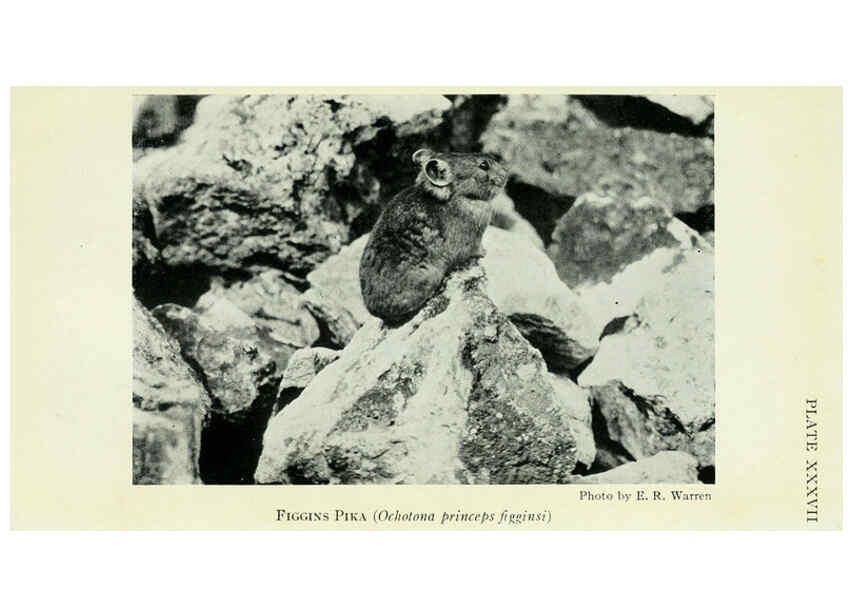Reproducción/Reproduction 6235178312: Field book of North American mammals New York,G. P. Putnam's Sons,1928