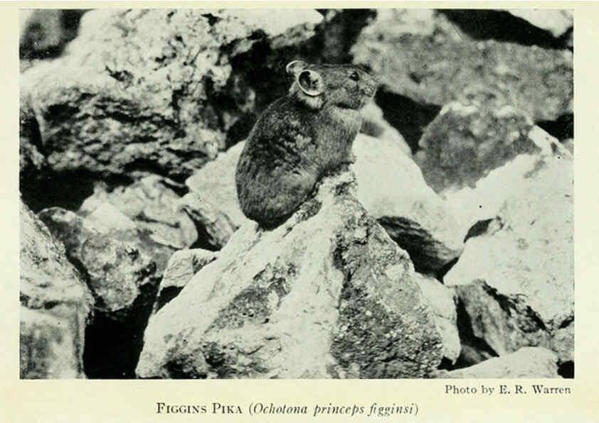 Reproducción/Reproduction 6235178312: Field book of North American mammals New York,G. P. Putnam's Sons,1928