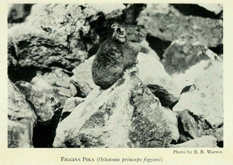 Reproducción/Reproduction 6235178312: Field book of North American mammals New York,G. P. Putnam's Sons,1928