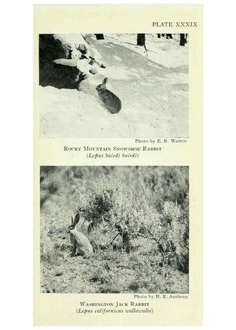 Reproducción/Reproduction 6234654833: Field book of North American mammals New York,G. P. Putnam's Sons,1928