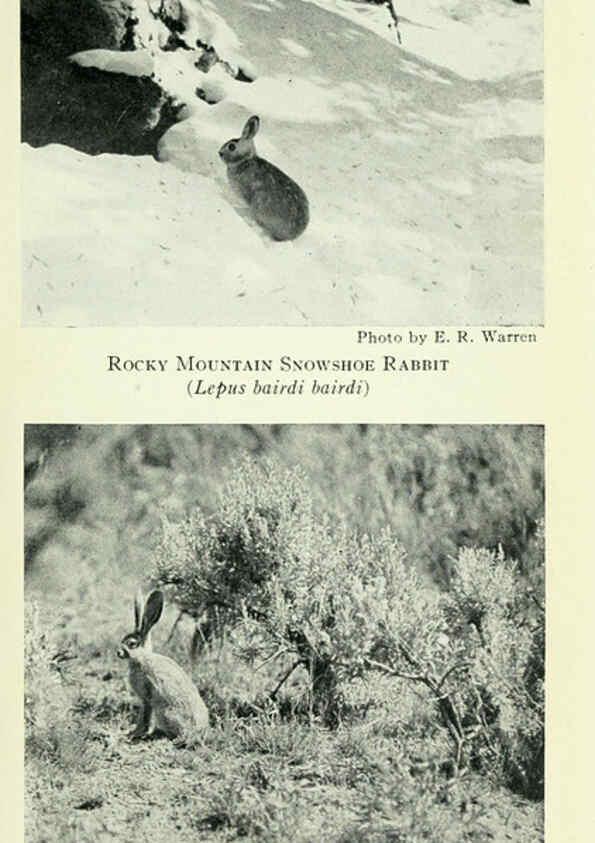 Reproducción/Reproduction 6234654833: Field book of North American mammals New York,G. P. Putnam's Sons,1928