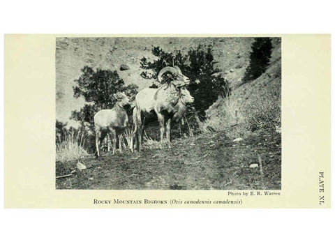 Reproducción/Reproduction 6234655097: Field book of North American mammals New York,G. P. Putnam's Sons,1928