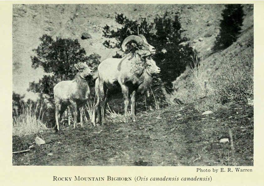 Reproducción/Reproduction 6234655097: Field book of North American mammals New York,G. P. Putnam's Sons,1928