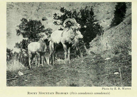 Reproducción/Reproduction 6234655097: Field book of North American mammals New York,G. P. Putnam's Sons,1928