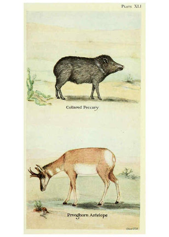 Reproducción/Reproduction 6234655439: Field book of North American mammals New York,G. P. Putnam's Sons,1928