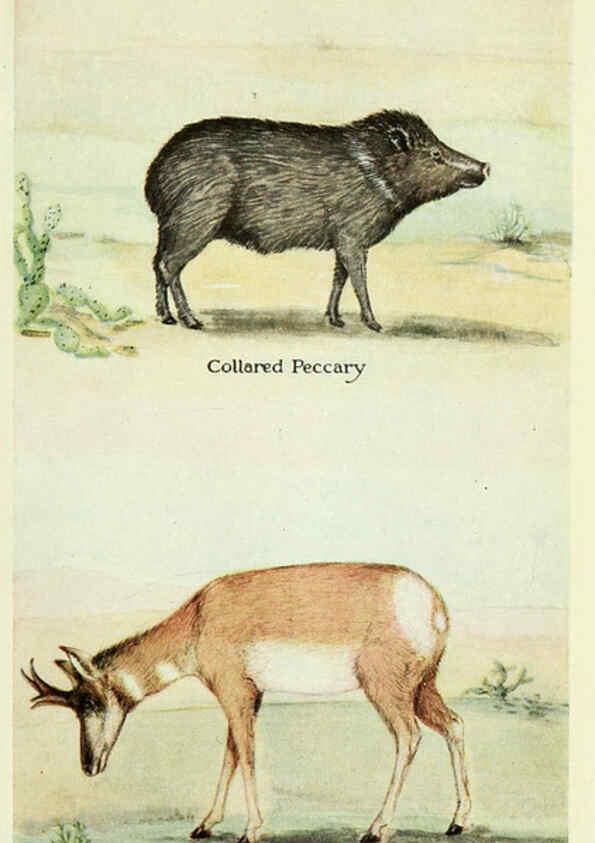 Reproducción/Reproduction 6234655439: Field book of North American mammals New York,G. P. Putnam's Sons,1928