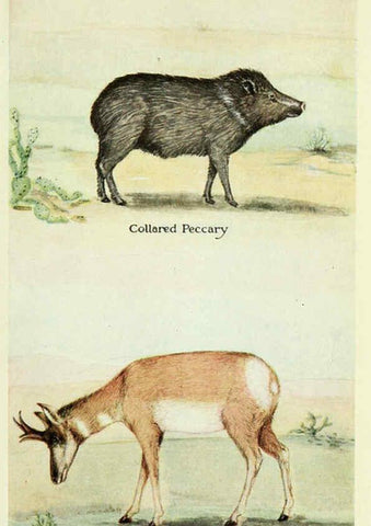 Reproducción/Reproduction 6234655439: Field book of North American mammals New York,G. P. Putnam's Sons,1928