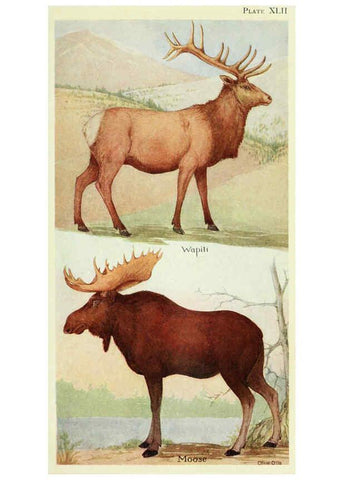 Reproducción/Reproduction 6235179882: Field book of North American mammals New York,G. P. Putnam's Sons,1928