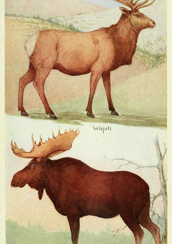 Reproducción/Reproduction 6235179882: Field book of North American mammals New York,G. P. Putnam's Sons,1928