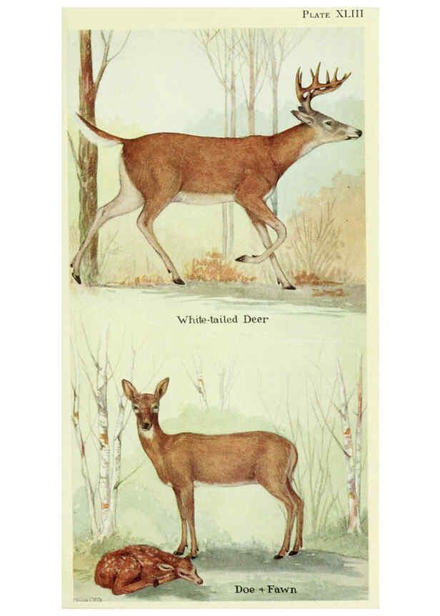 Reproducción/Reproduction 6235180190: Field book of North American mammals New York,G. P. Putnam's Sons,1928