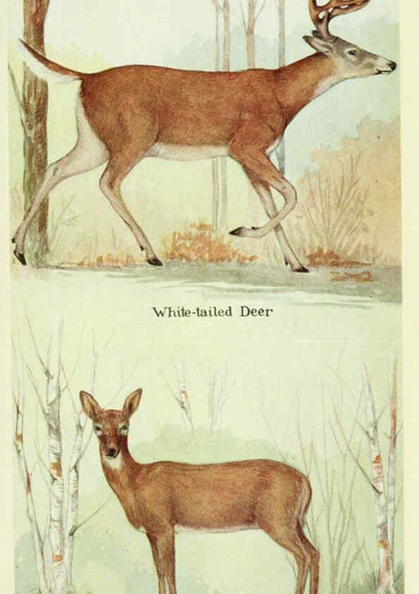Reproducción/Reproduction 6235180190: Field book of North American mammals New York,G. P. Putnam's Sons,1928