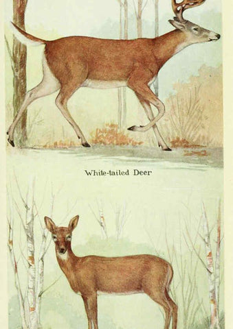 Reproducción/Reproduction 6235180190: Field book of North American mammals New York,G. P. Putnam's Sons,1928